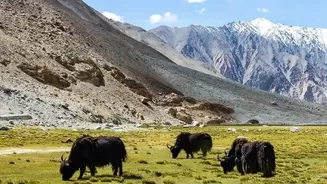 Ladakh Safari Plan Puts Native Wildlife Before Off-Road Thrills