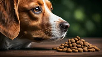 Diet Checks Can Help During Pet Allergy Season