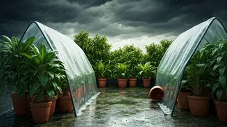 Save Your Plants Before Heavy Rains Arrive