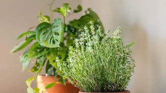 Terracotta Olla Irrigation Offers Eco-Friendly Deep Hydration For Potted Balcony Plants In Summer