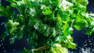 From ₹200 To ₹220/Kg: Why Coriander Has Become Costly