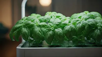 Hydroponic Micro Gardening Kits Help Apartment Renters Grow Fresh Basil