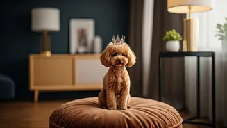 Inside The Billion Dollar Industry Pampering Urban Indian Pets