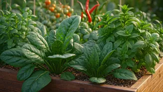Hardy Crops Make Indian Home Gardening Easier
