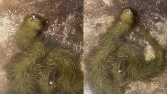 Snake With Algae Growing On Its Back! Viral Video Reminds Internet Of ‘Dragon’!