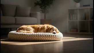 Pet Beds Near Natural Light Still Need Protection From Heat