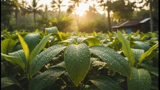 Why Young Urban Couples Swap Seaside Nightclubs For Immersive Hinterland Spice Farm Walking Tours