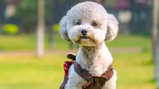 Pet Grooming Is Becoming More Frequent For Some Indian Dogs As Humidity And Mud Increase