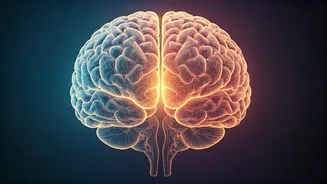 Navigating Mid-20s Relationships: Understanding the 'Frontal Lobe Breakup' Phenomenon