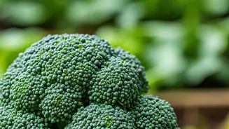 Veganism: A Compassionate Path to a Harmonious Future