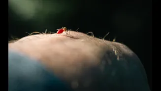 How to Prevent Dengue: Essential Tips for Staying Safe