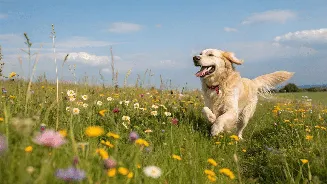International Dog Day 2026: Meet 10 playful dog breeds that thrive on human company