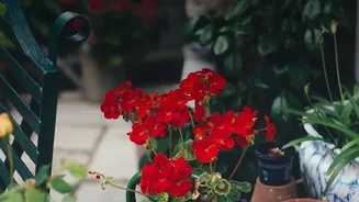 Turning Existing Plants Into New Garden Growth: Key Facts And Context