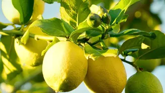 Soil, Sunlight And Watering For Lemon Plants