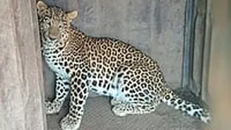 Nashik: Leopard Trapped In Panchavati; Forest Dept Urges Residents To Stay Vigilant