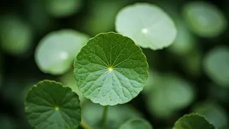 This Ingredient Has A Beautiful Skin Story