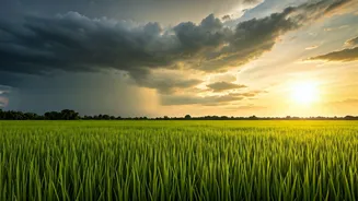 The Monsoon's Role In Feeding The Nation
