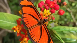Seasonal Nature Shifts: How Autumn Flowering Patterns Attract Butterflies To City Gardens