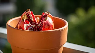 Potted Pomegranates Make Home Gardening More Exciting