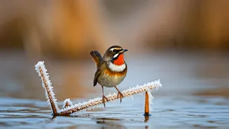 5 Breathtaking Winter Migrants in India