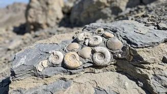 Subathu Marine Link Adds Important Context To 38-Million-Year-Old Marine Fossils Found In Ladakh
