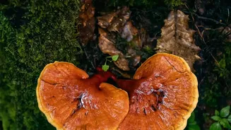 Foraging Curiosity Is Rising As Monsoon Mushrooms Return Across India's Forest Regions