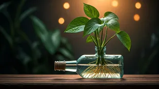 Repurpose Old Glass Bottles Into Elegant Hydroponic Money Plant Stations