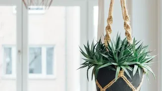Planning Decorating Rooms With Indoor Plants? Start With Hanging Planters For Small Spaces