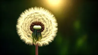 Unlock True Success: Albert Schweitzer's Secret to Happiness