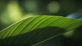 Airflow Matters Before Monsoon Growth Explodes