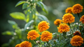 Marigold Magic: 30+ Companion Plants for a Thriving, Pest-Free Garden