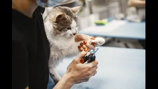Essential Monsoon Pet Care Tips for Indian Pet Parents