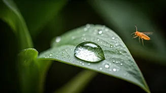 Plant Parents Must Watch Stagnant Water This Season