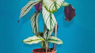 Set Clear Rules For Window Direction When Planning Houseplant Shopping
