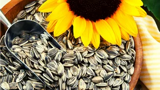 Why sunflower seeds are the ultimate superfood