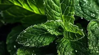 Balcony Herb Gardening During Rains: Simple Hacks For Fresh Lemongrass And Mint