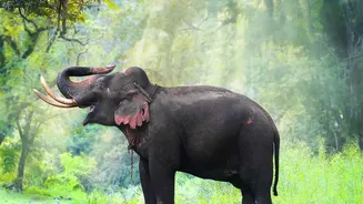 Assam's Monsoon Season Is Becoming A Favourite For Nature Travel