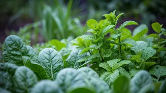 Cooler Days Make Kitchen Gardening More Forgiving