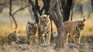 Want to explore wildlife sanctuaries in India? Read this first