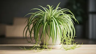 Spider Plants Are The Beginner-Friendly Pet-Safe Pick