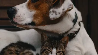 Small towns drive pet care boom