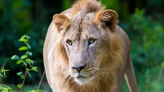 Researchers Track Lion Movement and Prey in Gujarat: Barda Lions