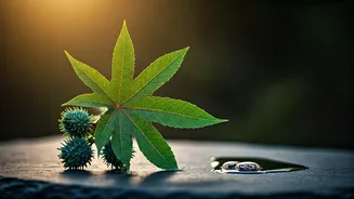 Unlock Radiant Beauty: The Centuries-Old Secret of Castor Bean Oil