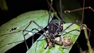 Inverteu o jogo? Aracnídeos estão caçando rãs nas florestas da América do Sul