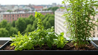 Urban Forests Start With A Single Terrace Garden