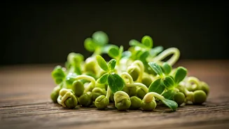 Healthy Monsoon Meals Start With Better Sprouts