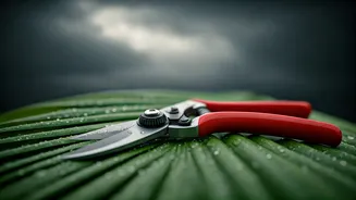 Pruning Prevents Messy Monsoon Plant Damage Later