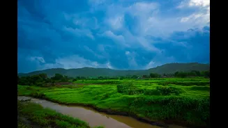 Erratic Rainfall and Pests to Reduce India's Sugar Production by 14% in 2026-27: USDA