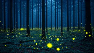 Night Walks Through Firefly Forests Feel Unreal