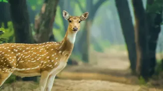 Why Final Eco-Zone Boundaries Matter for Communities Around Kaziranga